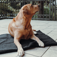 Bild in Galerie-Betrachter laden, Hundedecke To Go Stay Wild Teddy Black

