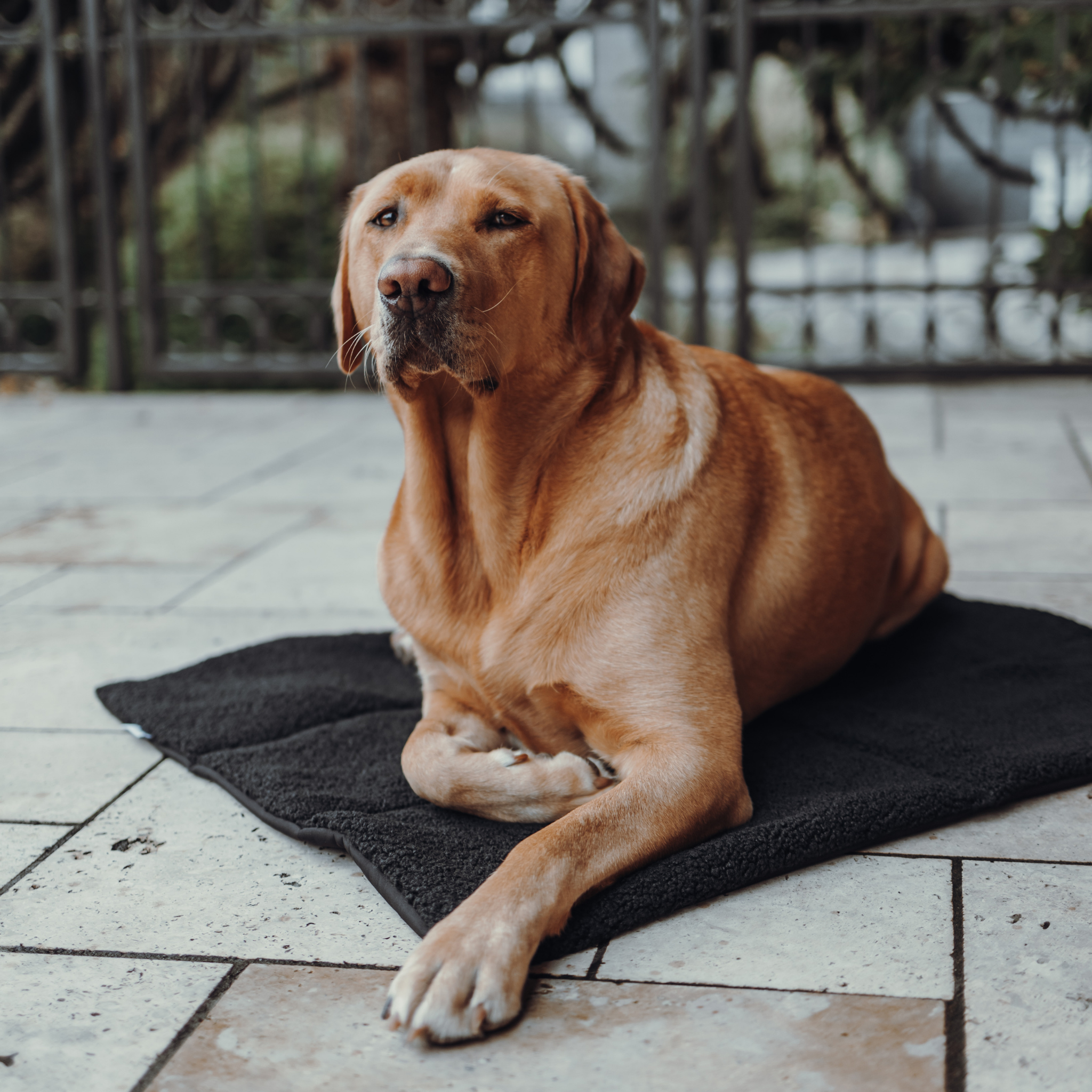 Hundedecke To Go Stay Wild Teddy Black