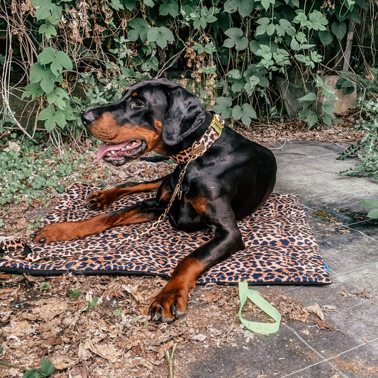 Hundedecke To Go Stay Wild Leo Neongelb