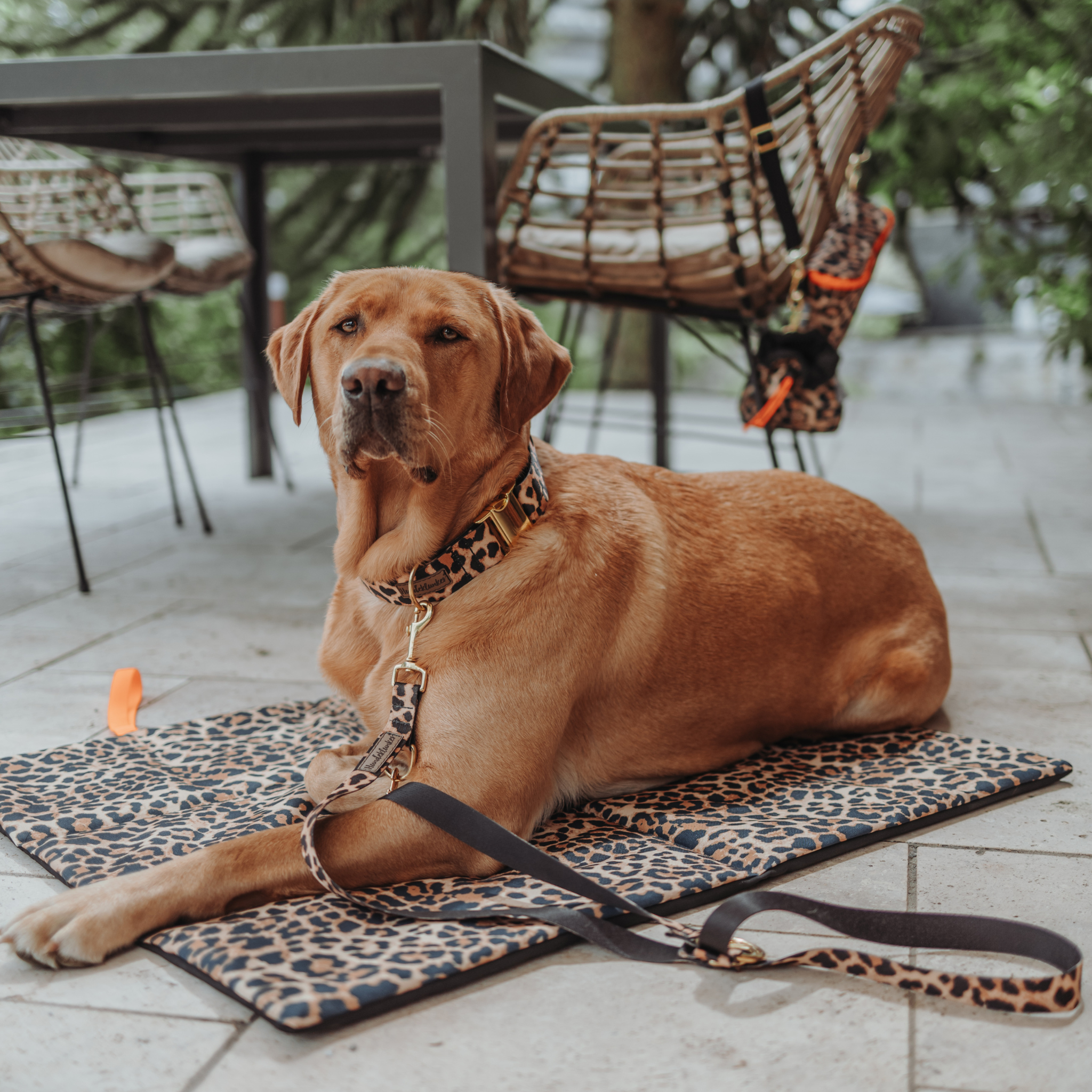 Hundedecke To Go Stay Wild Leo Neonorange