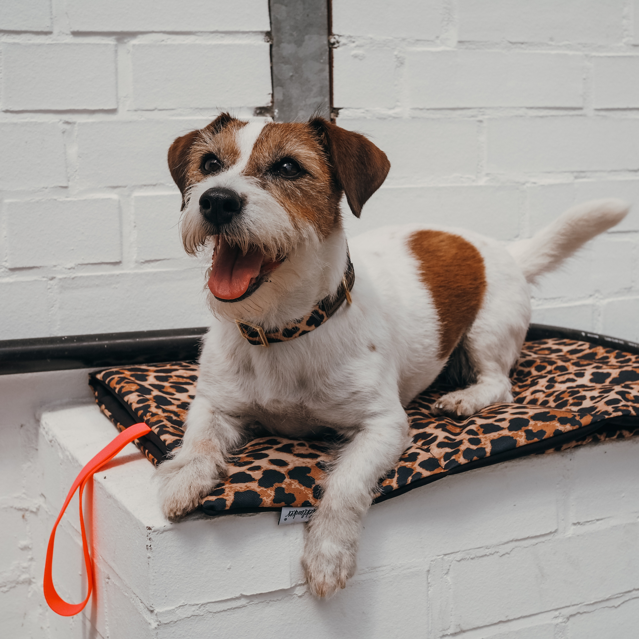 Hundedecke To Go Stay Wild Leo Pink