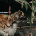 Bild in Galerie-Betrachter laden, Zugstopp-Hundehalsband Stay Wild Leo
